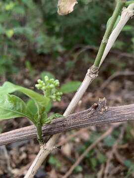 Image of thicket wild coffee