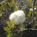 Image of Brunia noduliflora P Goldblatt & J. C. Manning