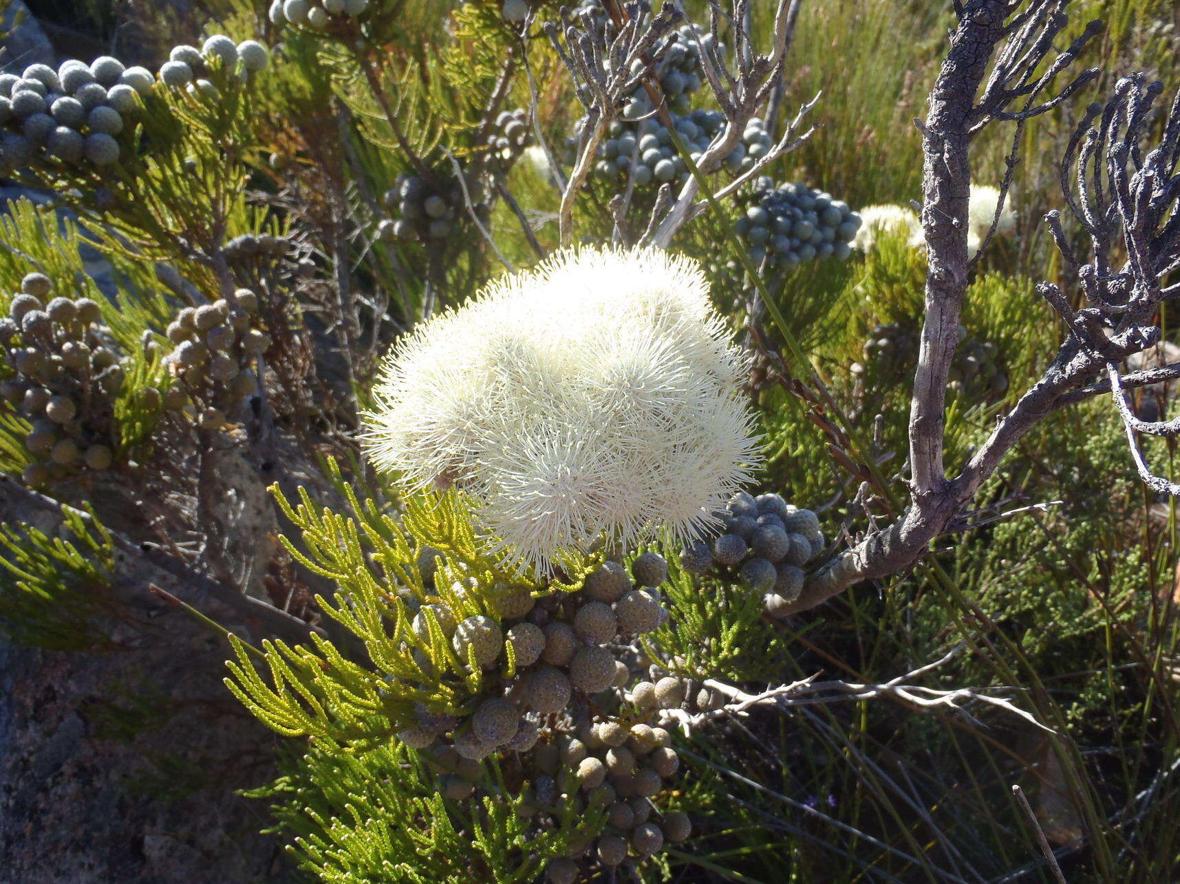 Image of Brunia noduliflora P Goldblatt & J. C. Manning