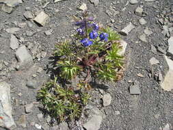 Plancia ëd Delphinium glareosum Greene