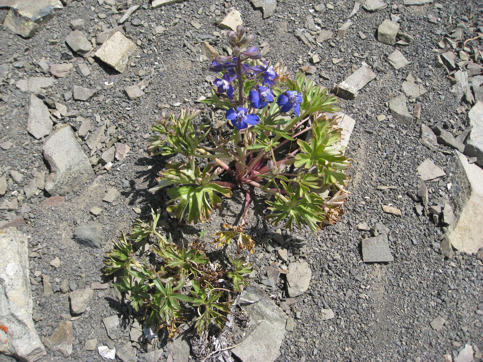 Plancia ëd Delphinium glareosum Greene