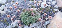 Image of Armeria maritima subsp. andina (Poeppig ex Boiss.) D. M. Moore & Yates