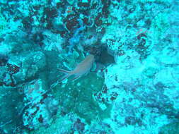 Image of Immaculate Squirrelfish