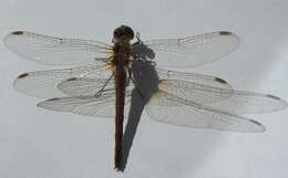 Image of Brown Hawker