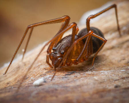 Image de Scytodes fusca Walckenaer 1837