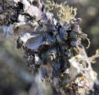 Image of Hypotrachyna lichen