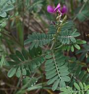 Tephrosia astragaloides Benth.的圖片