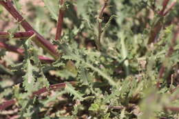 Image of Grindelia subdecurrens DC.