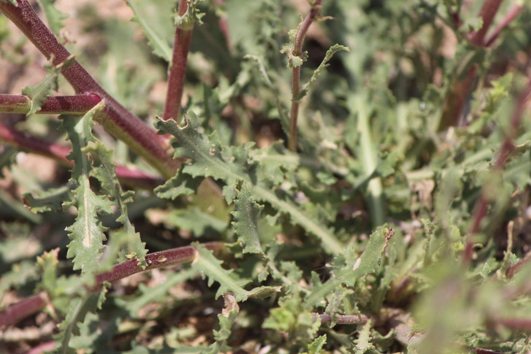 Image of Grindelia subdecurrens DC.