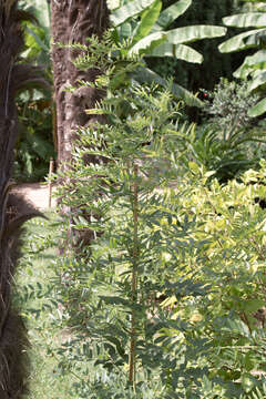 Imagem de Glycyrrhiza glabra L.