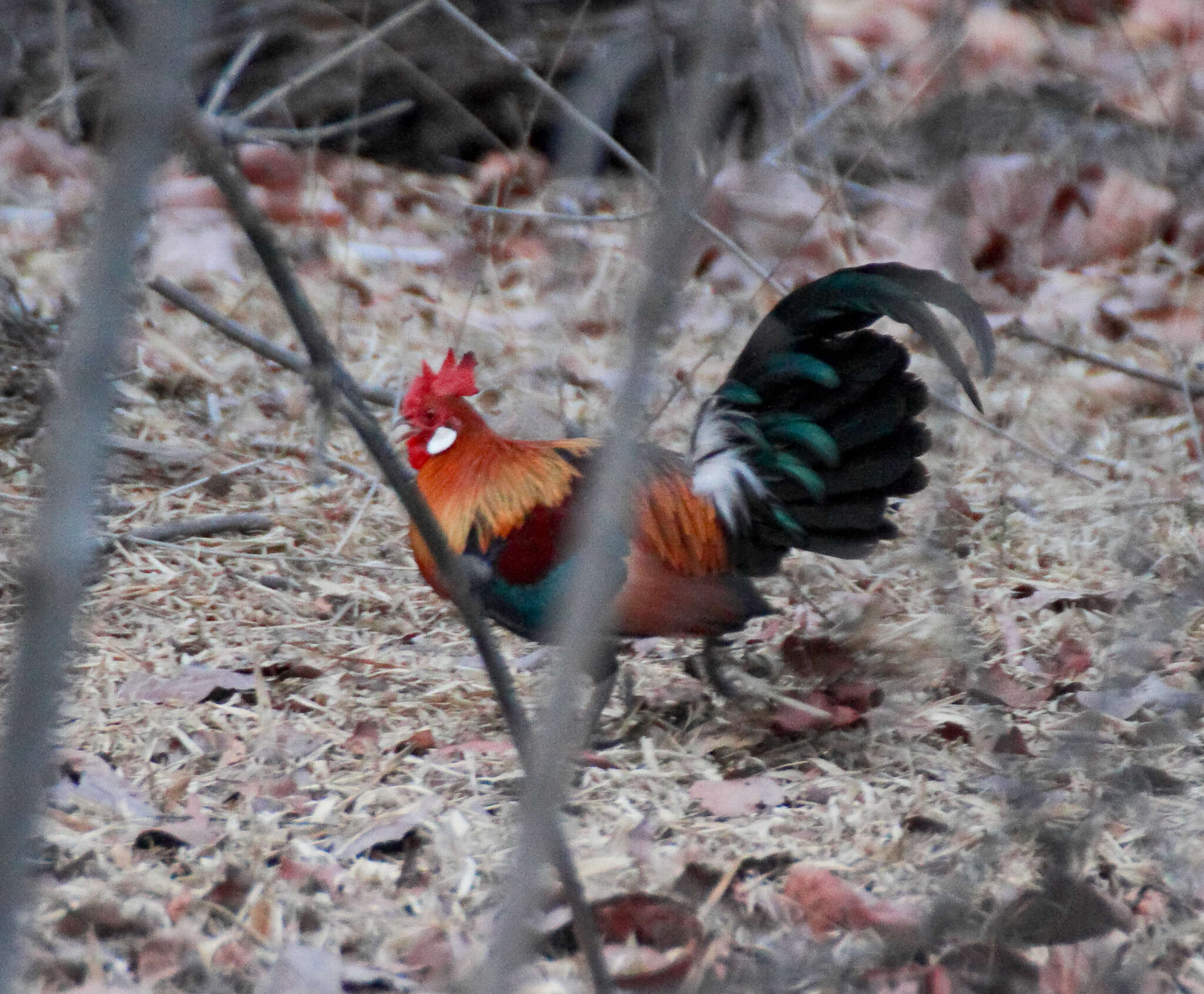 Image of Red Junglefowl