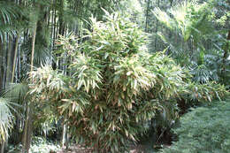 Image de Indocalamus latifolius (Keng) McClure