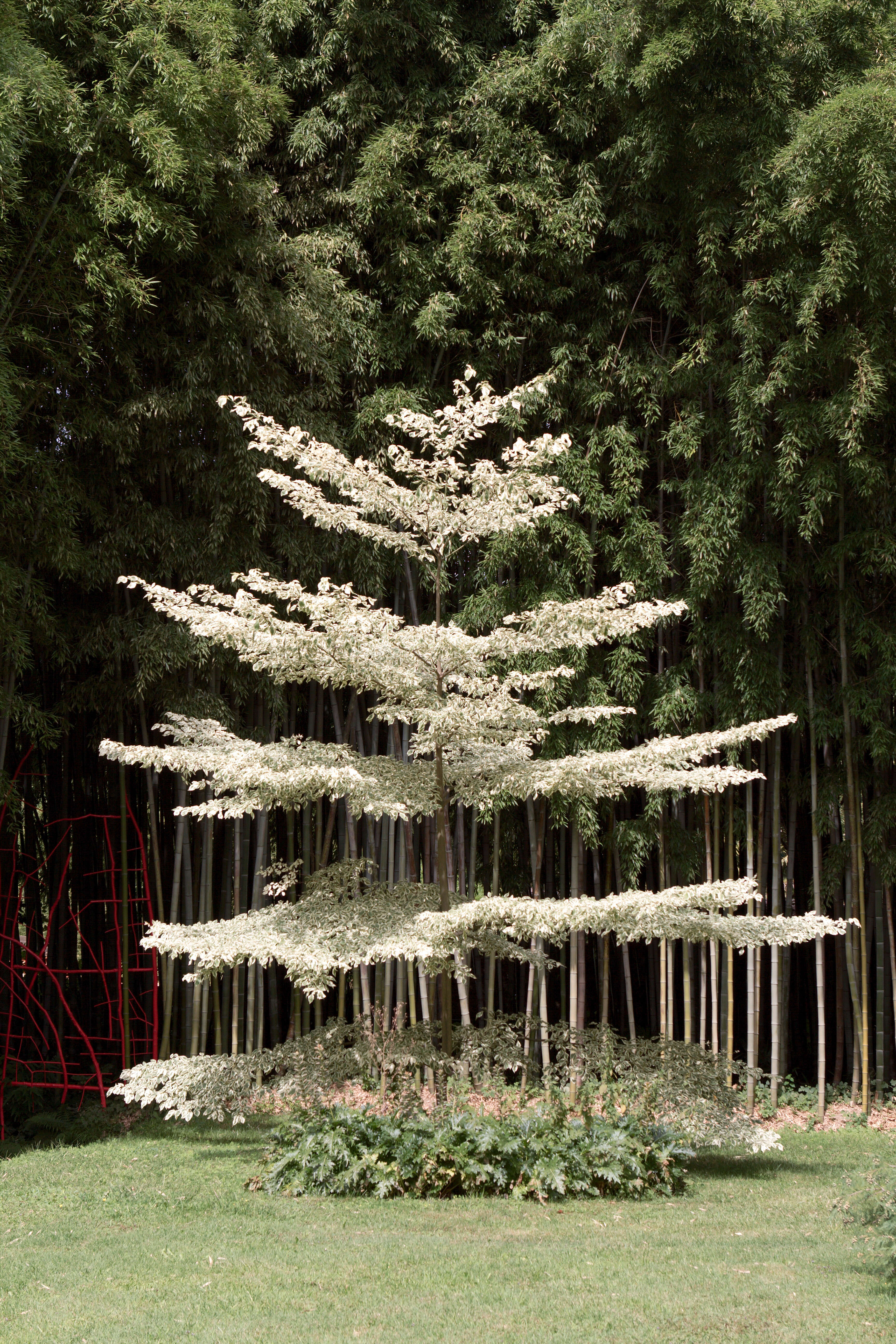 Image of giant dogwood