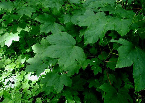 Image of sycamore maple