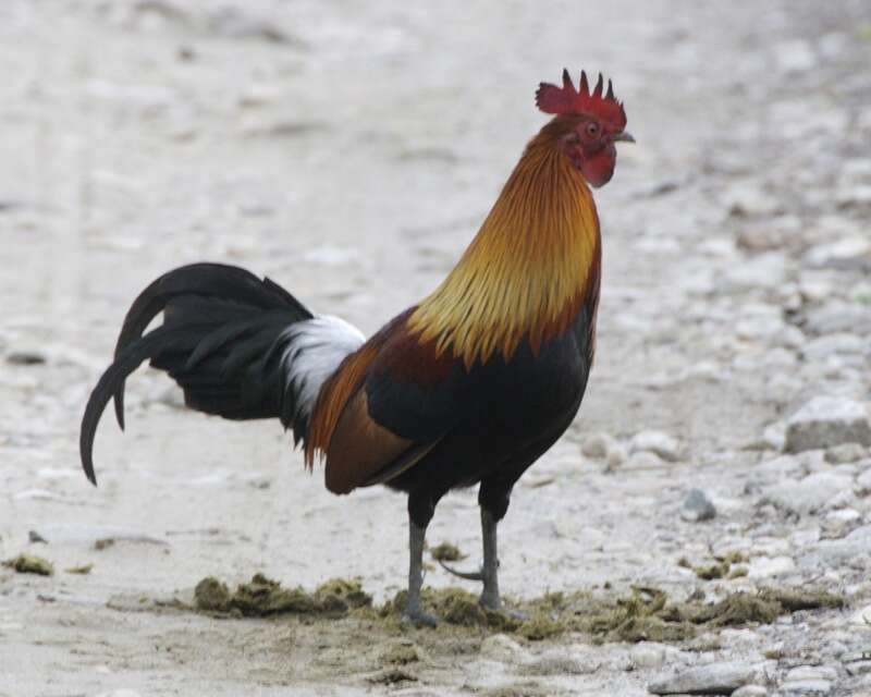 Image of Red Junglefowl