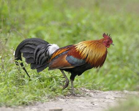 Image of Red Junglefowl