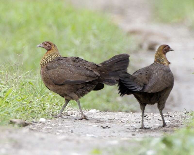 Image of Red Junglefowl