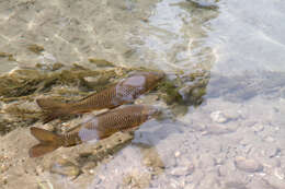 Image of common carp, carp