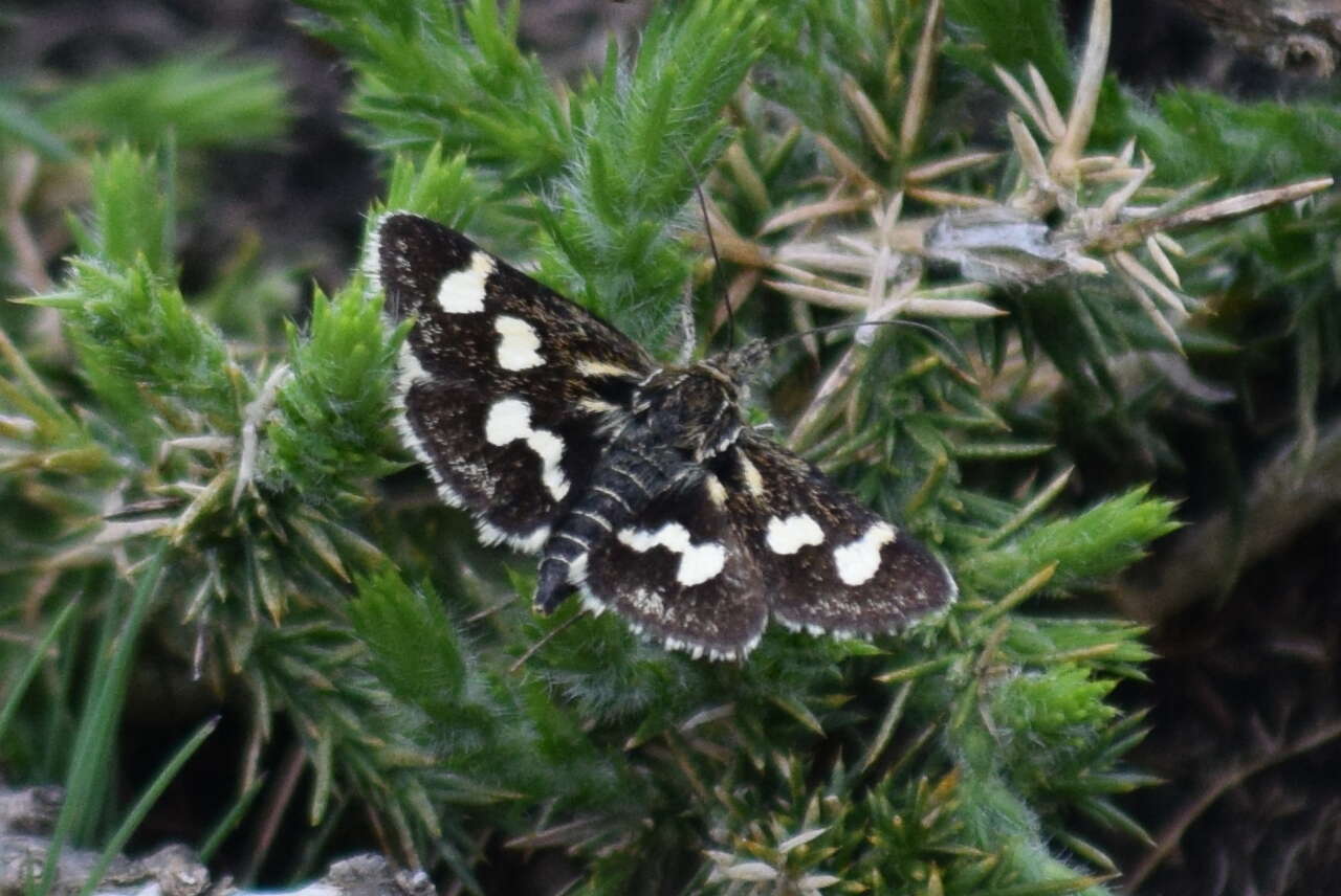 Imagem de Eurrhypis pollinalis