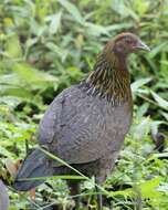 Image of Red Junglefowl