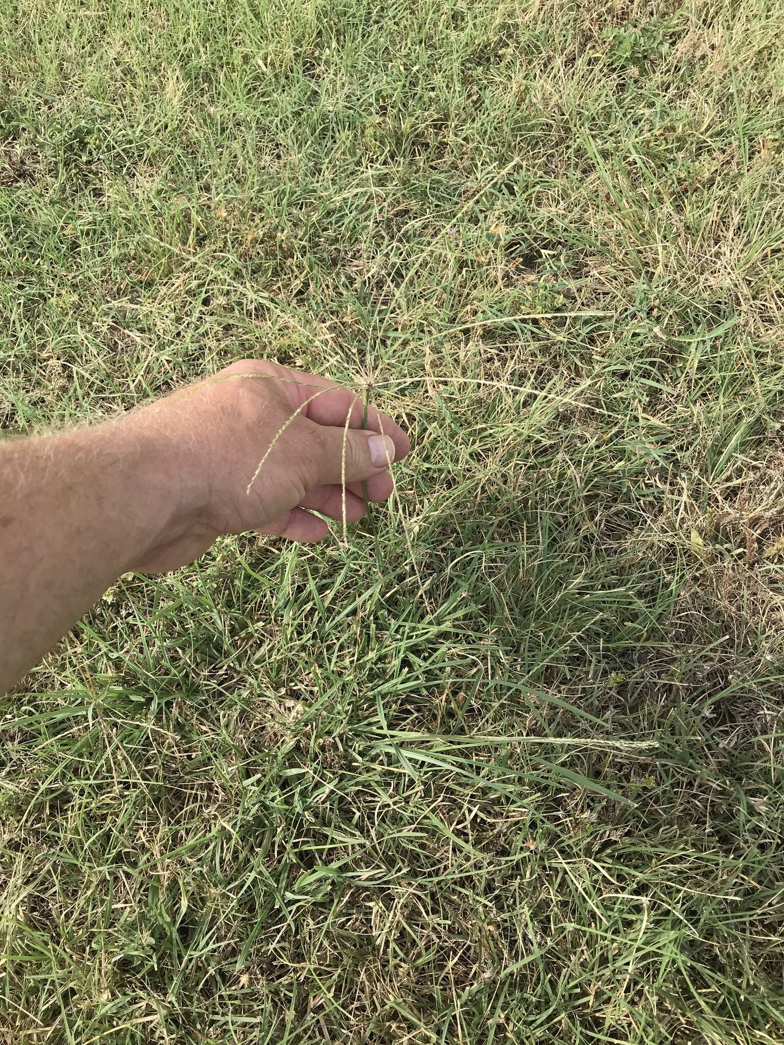 Image of slimspike windmill grass