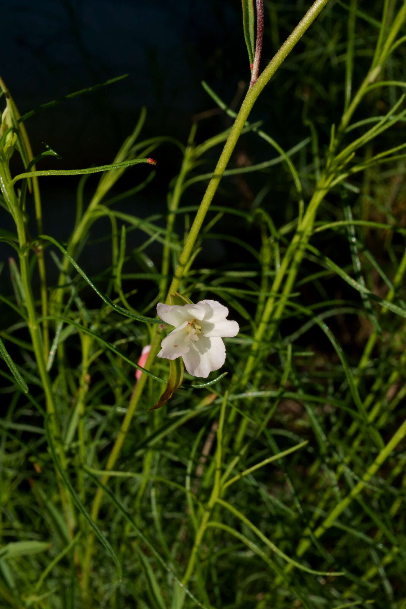 Image of canyon clarkia