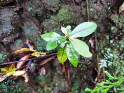 Image of Acalypha integrifolia Willd.