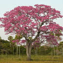 Plancia ëd Handroanthus heptaphyllus (Mart.) Mattos