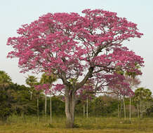 Imagem de Handroanthus heptaphyllus (Mart.) Mattos