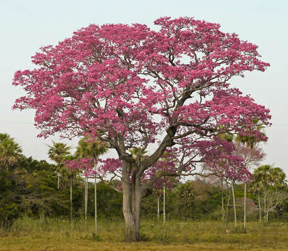 صورة Handroanthus heptaphyllus (Mart.) Mattos