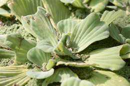 Image of pistia