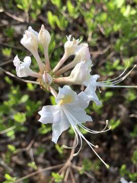 Image of Alabama azalea