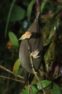 Image of Lepanthes dunstervilleorum Foldats