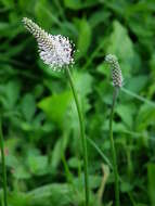 Image of Hoary Plantain