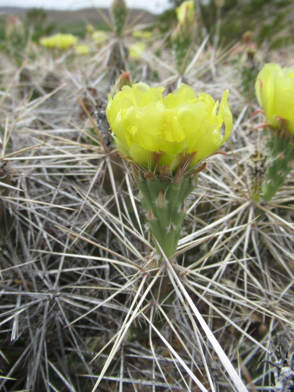 Image of Big Bend pricklypear