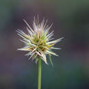 Echinaria capitata (L.) Desf.的圖片