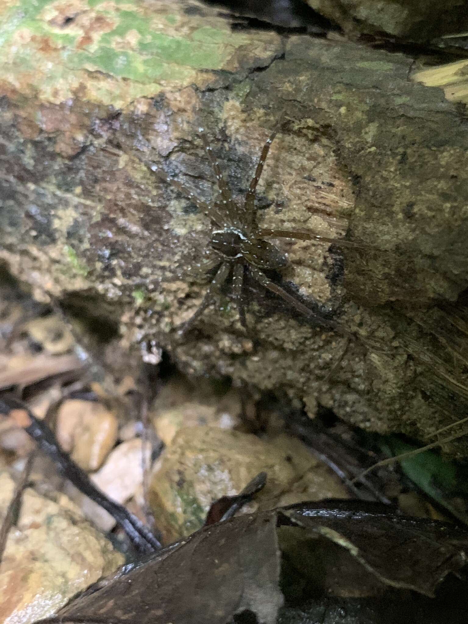 صورة Dolomedes raptor Bösenberg & Strand 1906