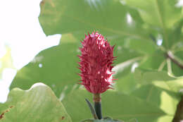 Image of Japanese Big Leaf Magnolia