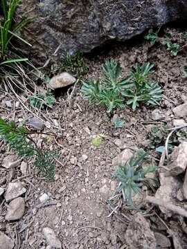 Image of Viola pinnata L.