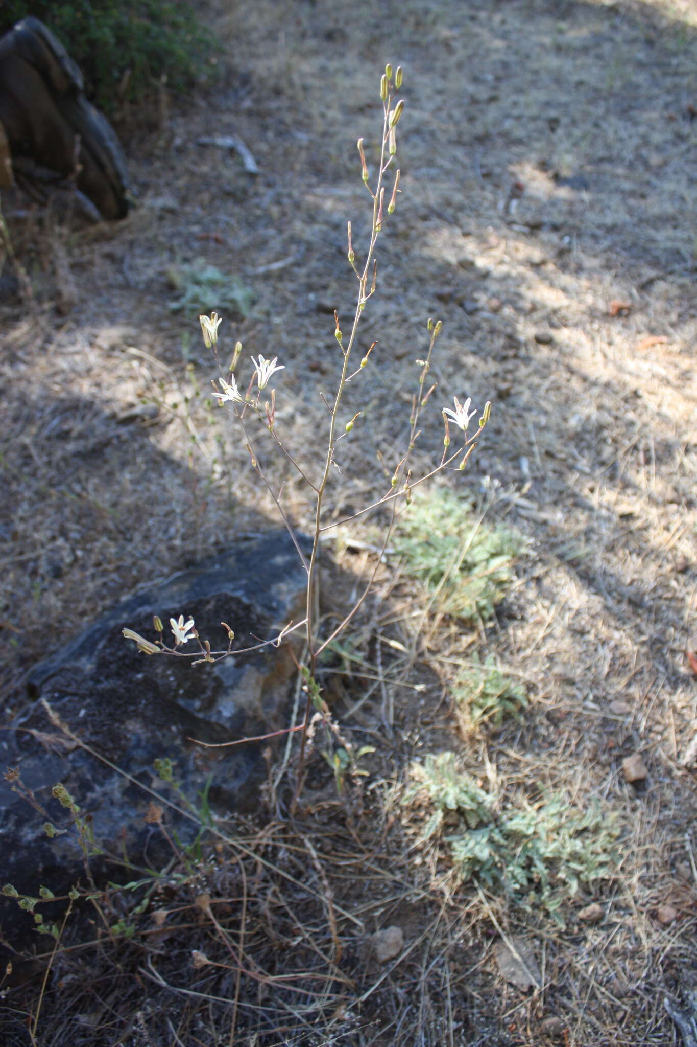 Image of narrowleaf soap plant