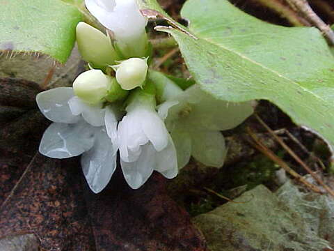 Sivun Epigaea repens L. kuva