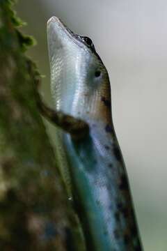 Image of Samoa Skink