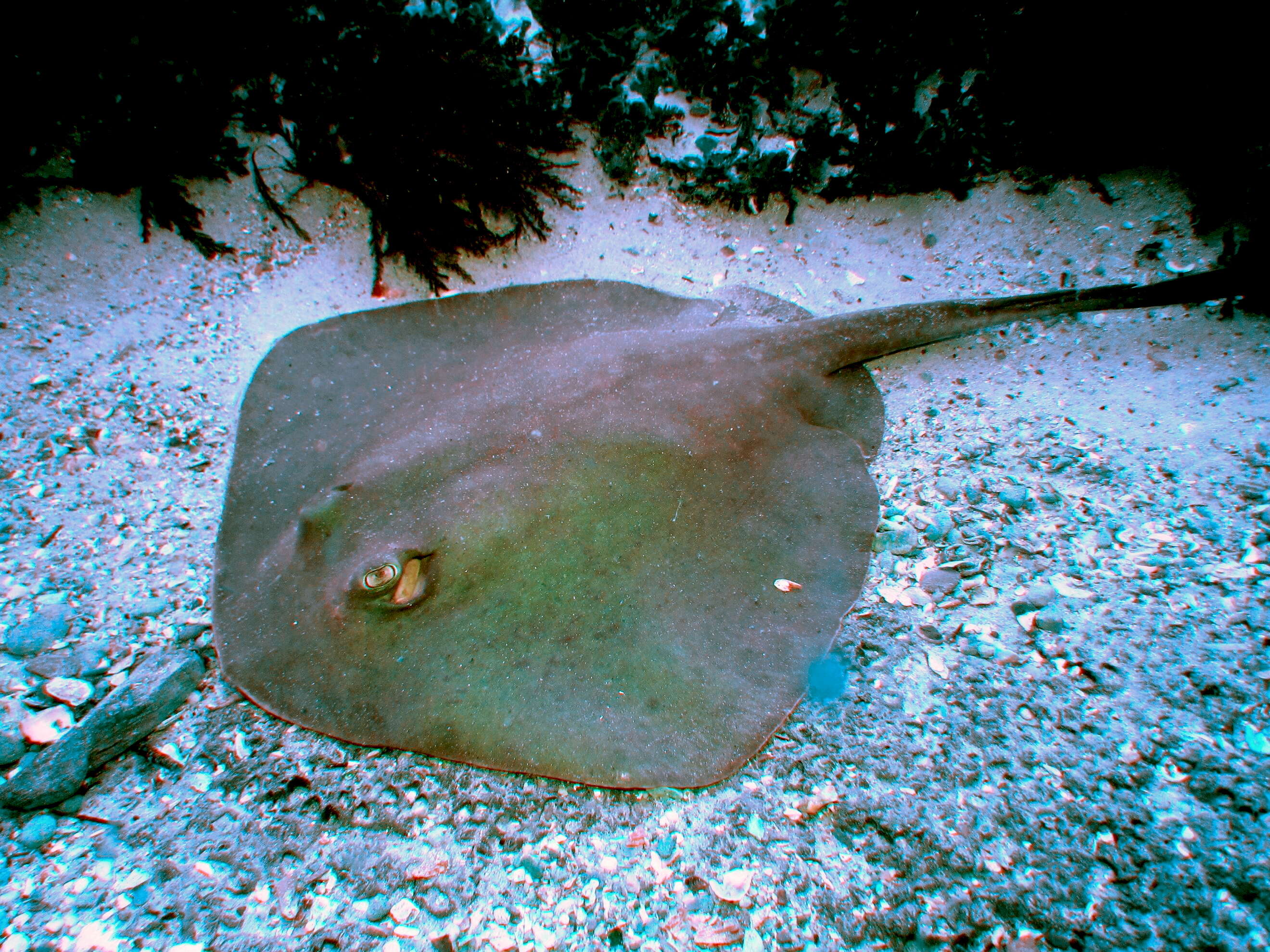 Image of Eastern Shovelnose Stingaree