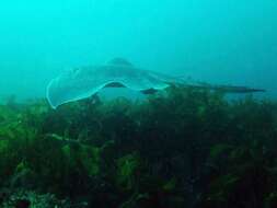 Image of Short-tail Stingray