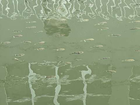 Image of Hong Kong Pufferfish