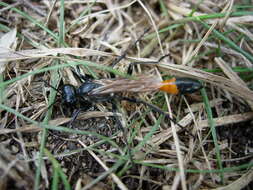 Image of Sphecini Latreille 1802