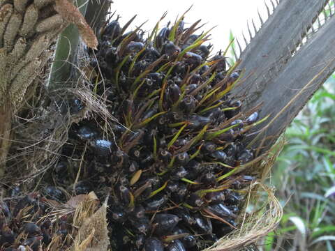 Image of oil palm