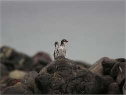 Image of Least Auklet