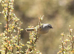 Image of Cinereous Conebill