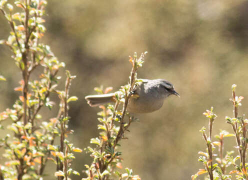 Image of Cinereous Conebill